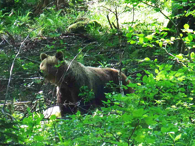 Krafttier Bär in freier Natur