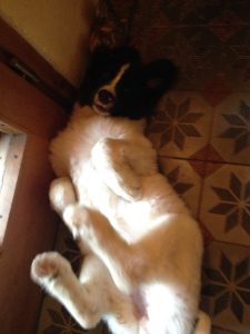 Mein Hund lacht über Mensch und Welt, weil er sich zu den Weisen zählt.