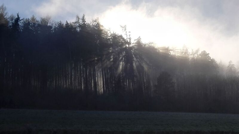 Nagual und Geist im Wald