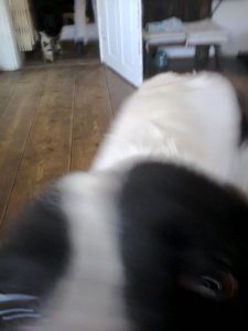 Kein Krafttier, auch der zweite Hund, der sich nicht gut fotografieren lässt.