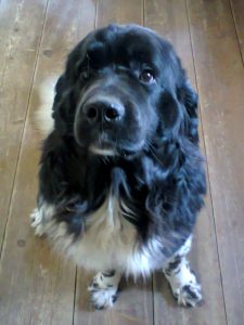 Kein Krafttier, sondern ein Hund