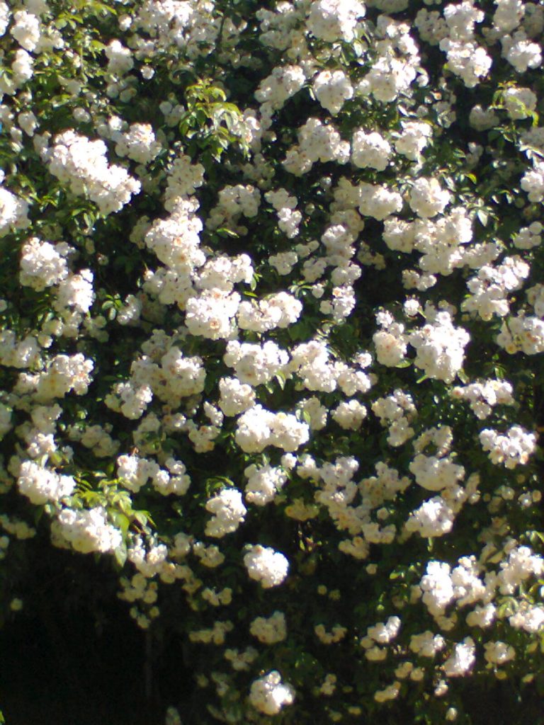 rosen im kraftzentrum