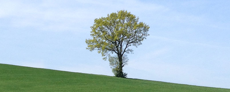 Nagual-baum-veraenderung-schamanismus
