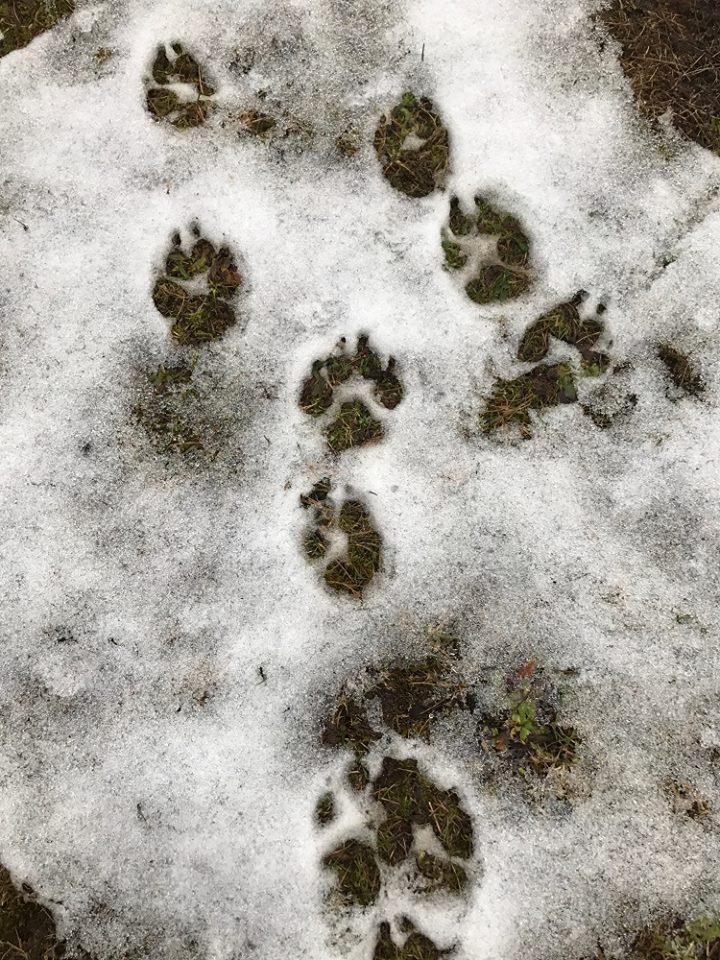 Spuren-am-Rande-der-Wildniss-Schamanimus