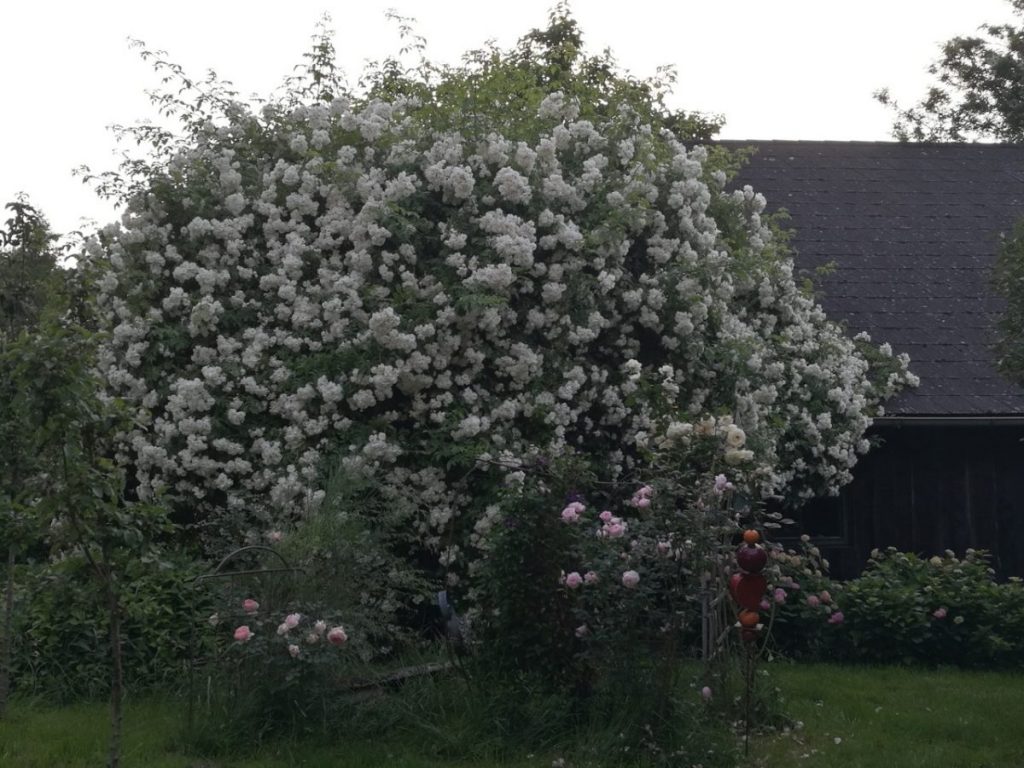 Die große weiße Rose.