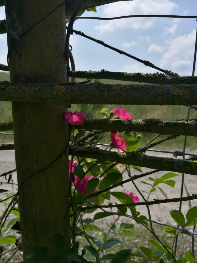 Blumenzauber im schamanischen Zentrum.