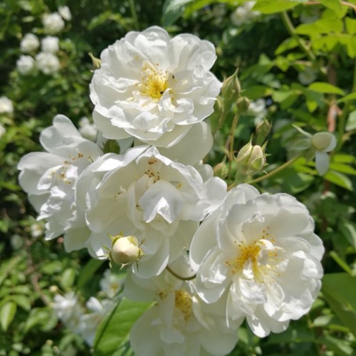 10-Ein-Lied-Des-Jaguars