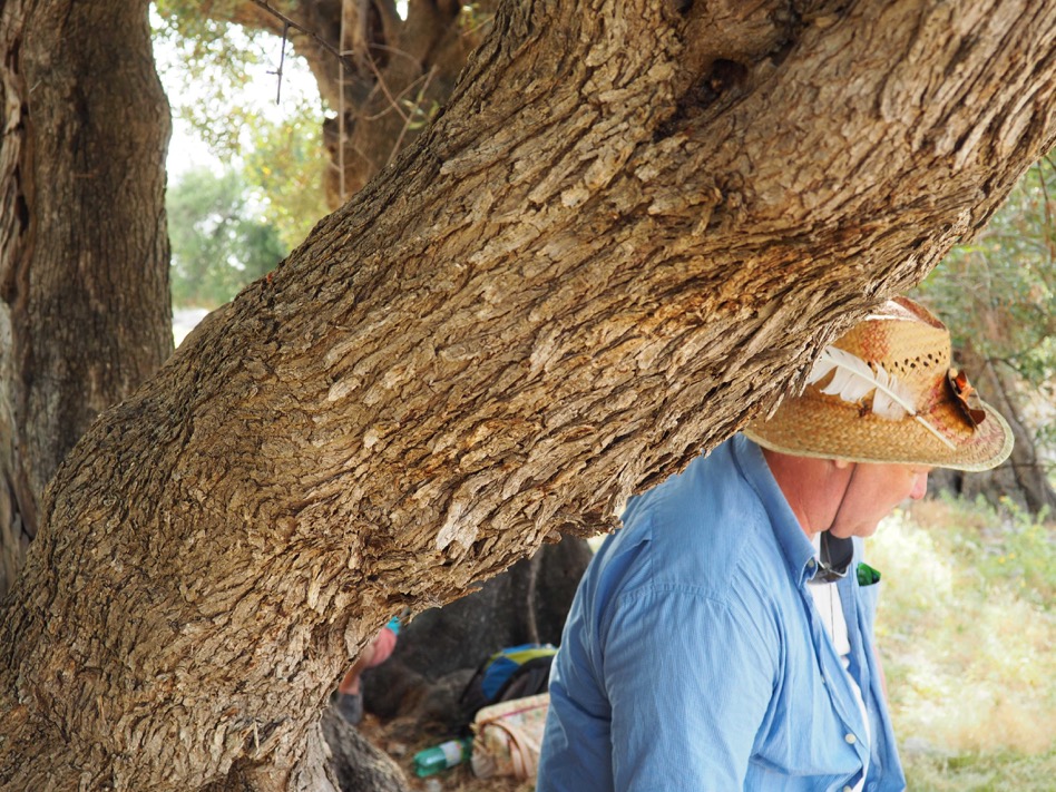 Echtzeit-BaumSchaman