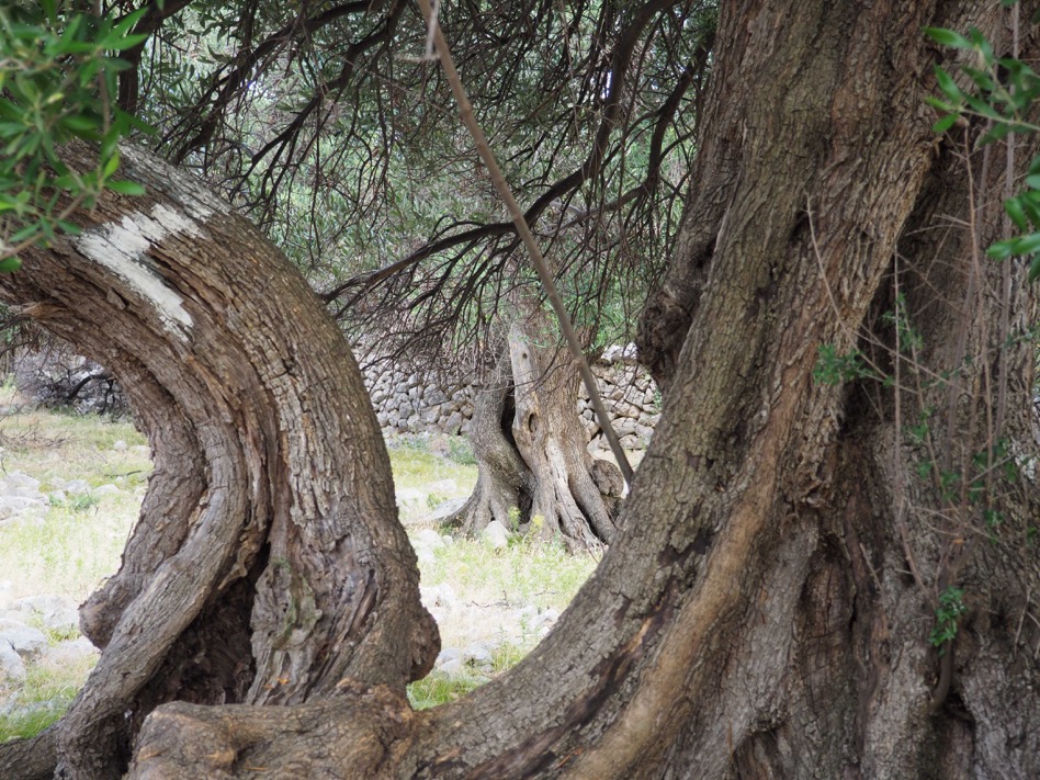 Schamanen belauschen das Gespräch der Olivenbäume