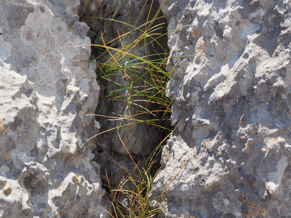 Ein seltsames Wesen hat sich in den Spalten der Steine versteckt….