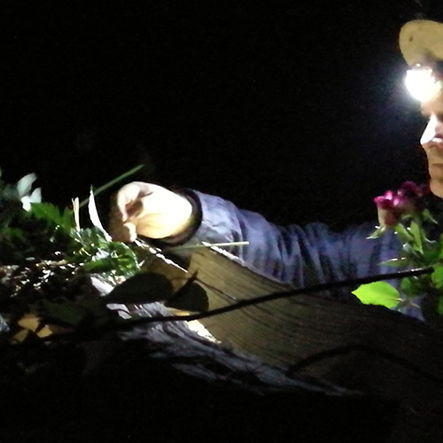 IMG_20181110_213239_quad