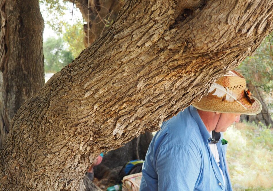 Echtzeit-BaumSchaman