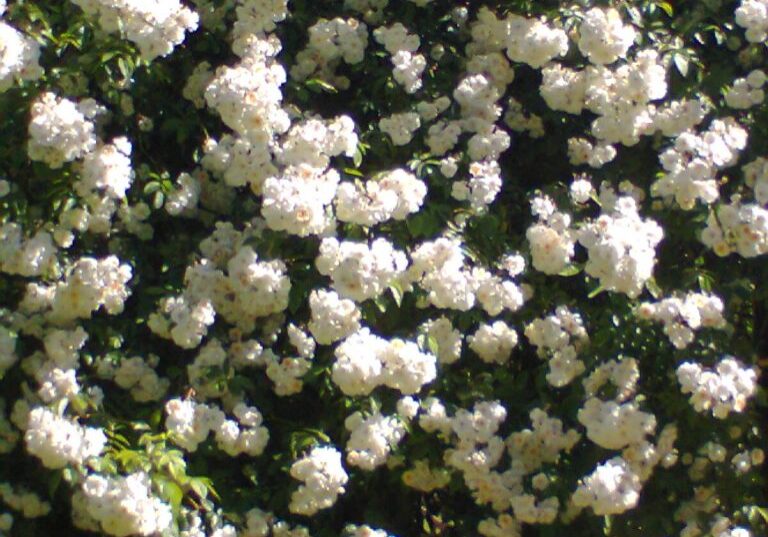 rosen im kraftzentrum