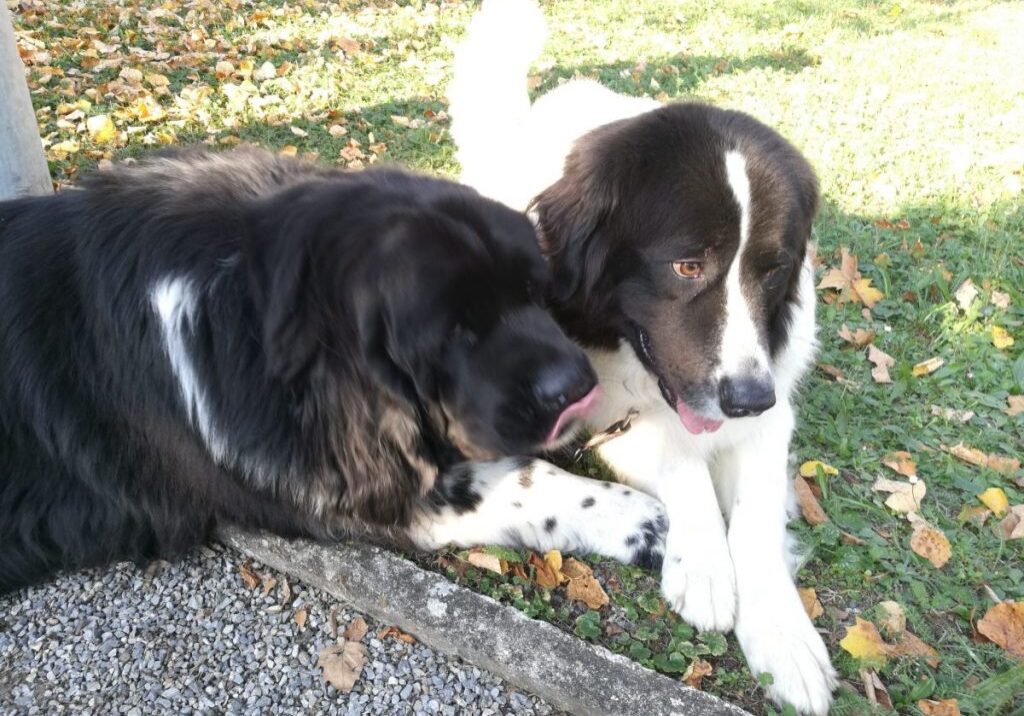 IMG_20181014_092918_1_resized_20181105_072920059