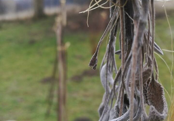 Imbolc-Ritual-schamanismus-Niederoesterreich