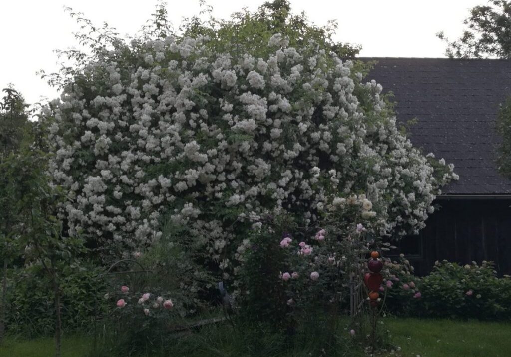 Die große weiße Rose.