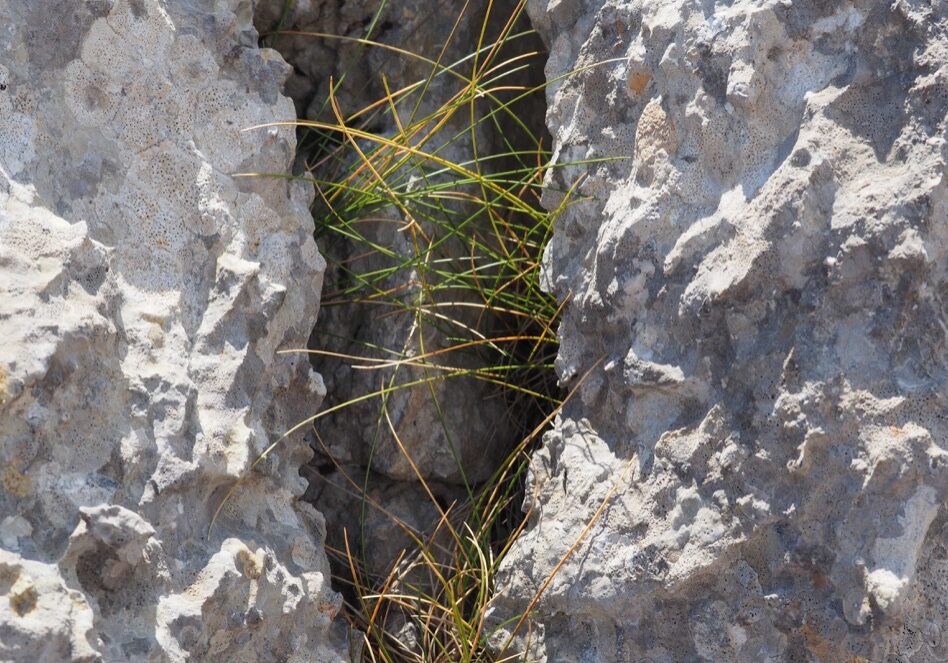 Ein seltsames Wesen hat sich in den Spalten der Steine versteckt….
