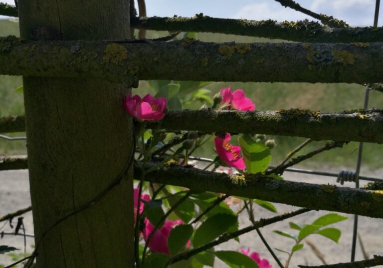 Blumenzauber im schamanischen Zentrum.