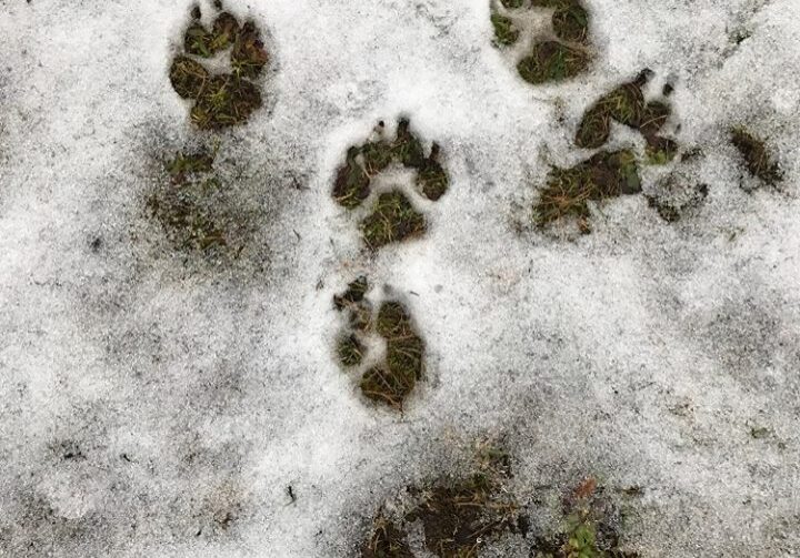 Spuren-am-Rande-der-Wildniss-Schamanimus