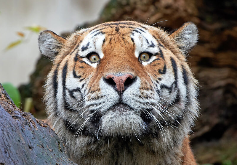 canstockphoto23532723