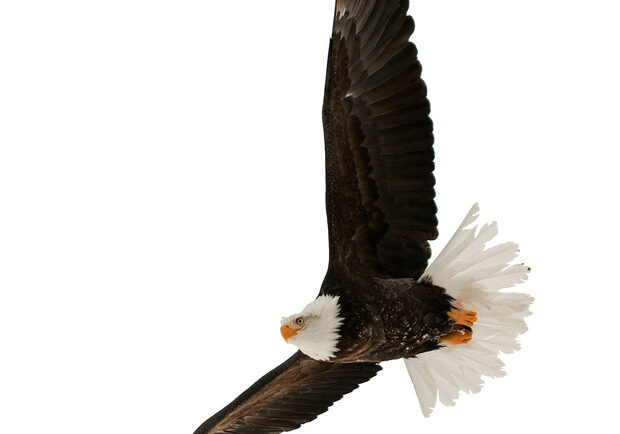 canstockphoto8104017